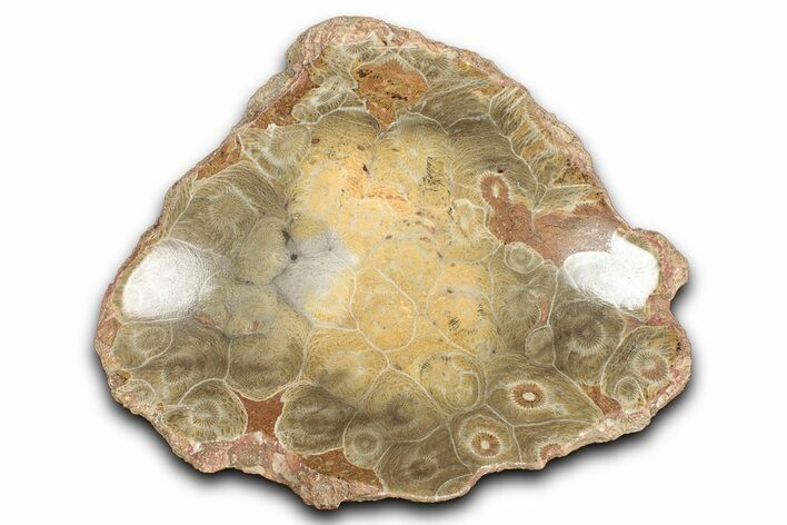 Polished Fossil Coral (Actinocyathus) Dish - Morocco #348550